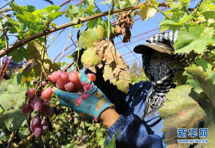 （寧夏60年）（4）寧夏中衛(wèi)：科學治沙顯成效